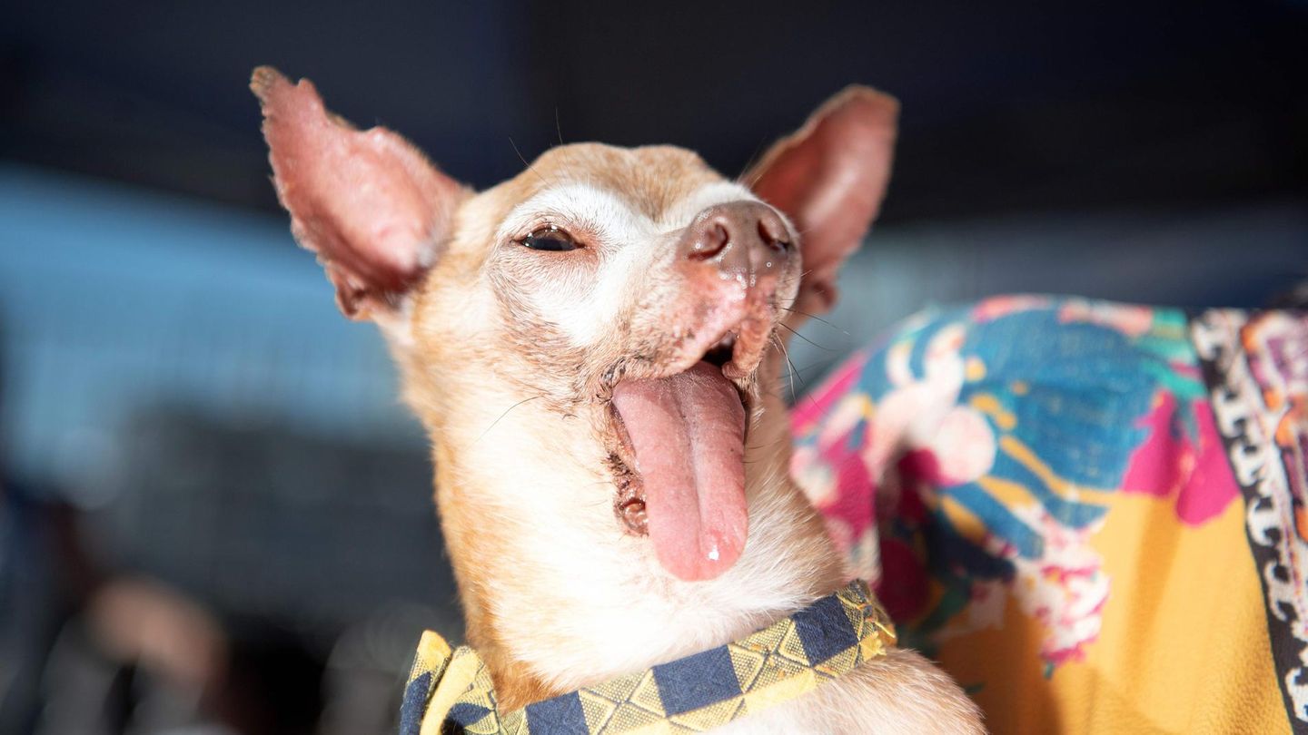 World's Ugliest Dog Contest World's Ugliest Dog Contest: Hund Tostito lässt seine Zunge aus dem Maul hängen