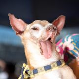 World's Ugliest Dog Contest: Hund Tostito lässt seine Zunge aus dem Maul hängen