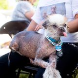 World's Ugliest Dog Contest: Hund Tee Tee sitzt auf dem Schoß seines Besitzers