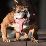 World's Ugliest Dog Contest: Die englische Bulldogge Zsa Zsa steht auf der Bühne