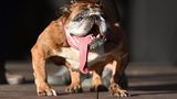World's Ugliest Dog Contest: Die englische Bulldogge Zsa Zsa steht auf der Bühne