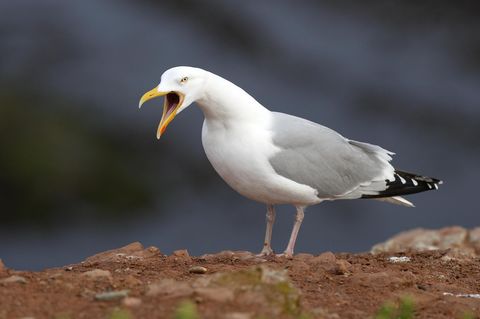 Eine kreischende Silbermöwe