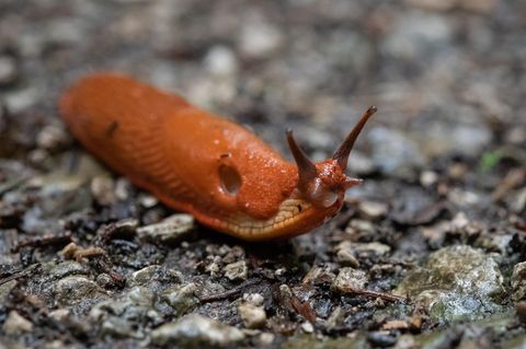 Eine Nacktschnecke kriecht bei Regen über einen Waldweg