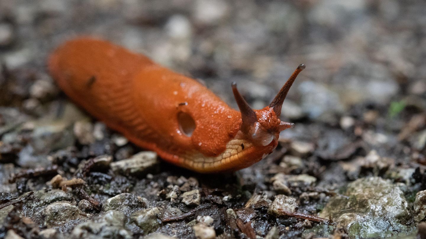 Eine Nacktschnecke kriecht bei Regen über einen Waldweg