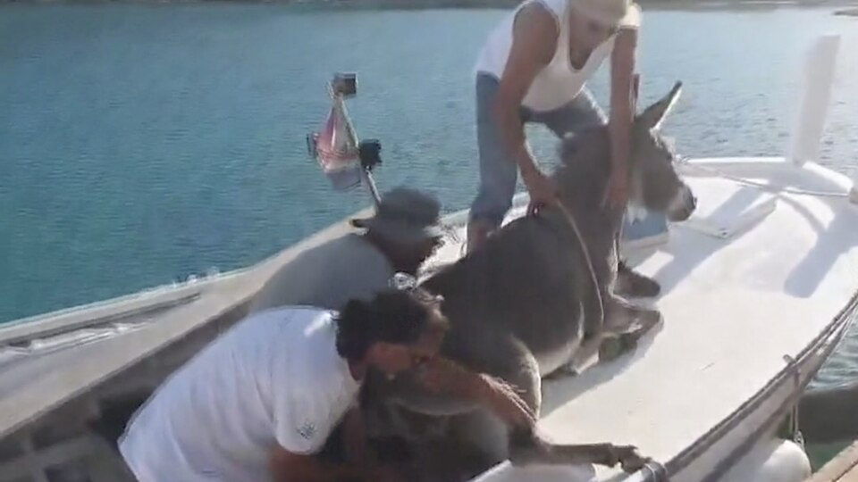 Auf einem weißen, offenen Motorboot halten drei Männer einen Esel fest, den sie von einer Insel geholt haben