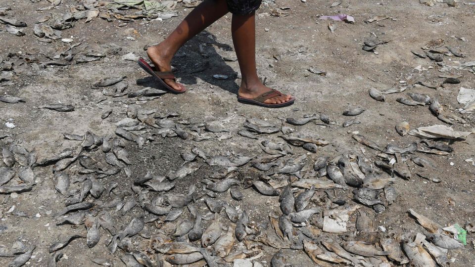 Ein Mann läuft in der Nähe von Chennai über Fischkadaver. Die Tiere sind verendet, weil der See, in dem sie lebten, ausgetrocknet ist. Ein Mann läuft über Fischkadaver. Die Tiere sind verendet, weil der See, in dem sie lebten, ausgetrocknet ist.