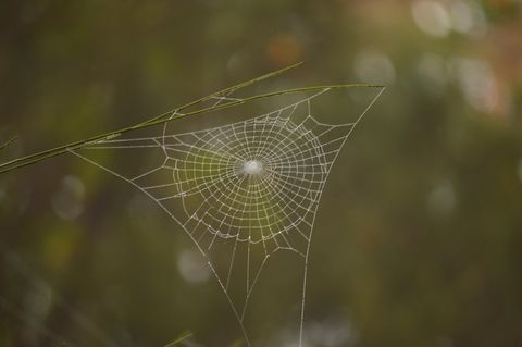 Spinnennetz