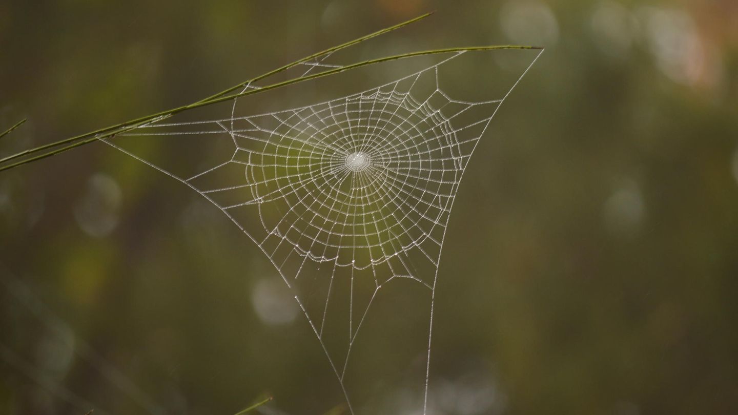 Spinnennetz