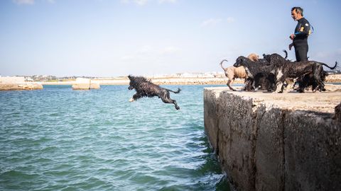 Ein Hund springt ins Meer