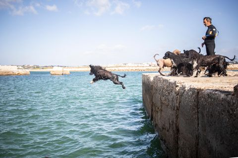 Ein Hund springt ins Meer
