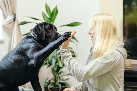 Thema Sehbehinderung: Ein schwarzer Labrador gibt einer Frau das Pfötchen