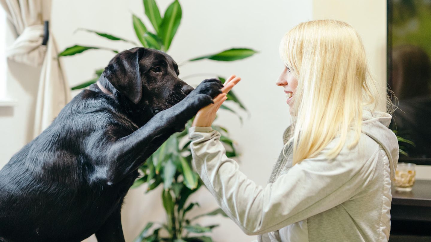 Thema Sehbehinderung: Ein schwarzer Labrador gibt einer Frau das Pfötchen