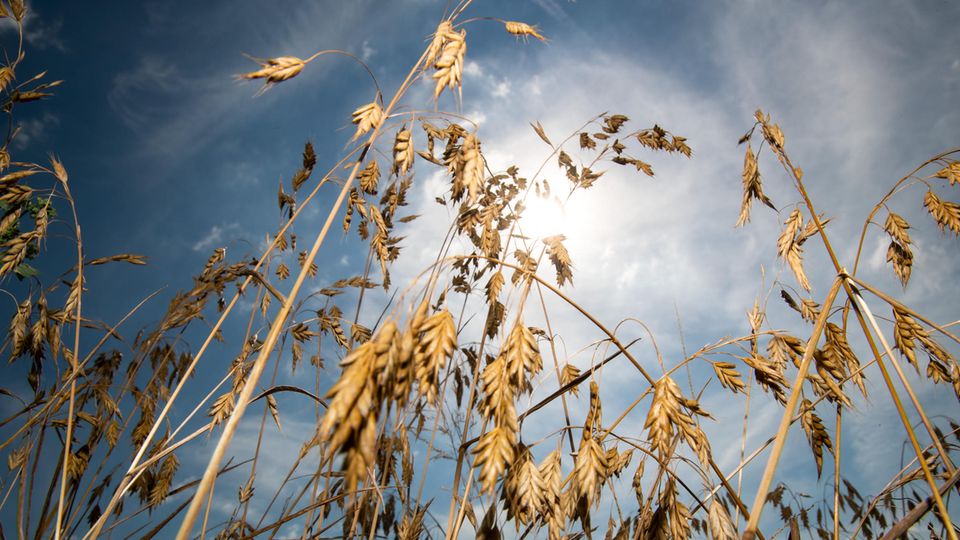 Hitzewelle über Deutschland: Normaler Sommer oder Klimawandel? Vertrockneter Weizen steht auf einem Feld