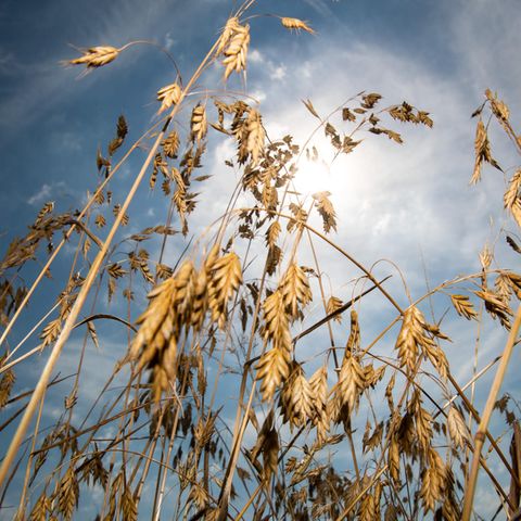 Hitzewelle über Deutschland: Normaler Sommer oder Klimawandel? Vertrockneter Weizen steht auf einem Feld