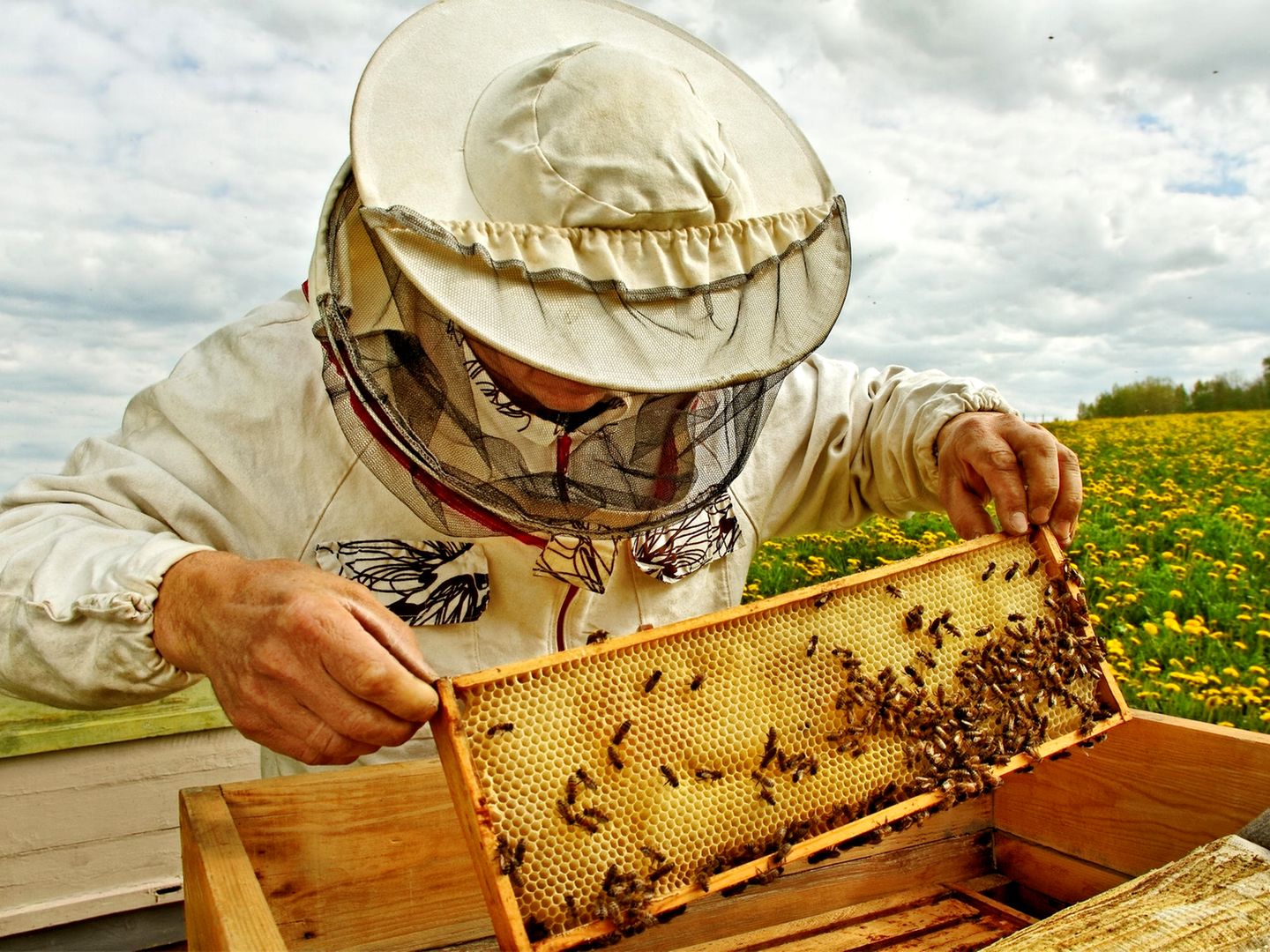 Hotsell Imkerkurs,Bienen, Ausbildung, Imkerkurs