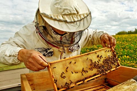 Ein Imker kontrolliert seine Bienen