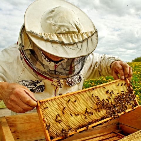 Ein Imker kontrolliert seine Bienen
