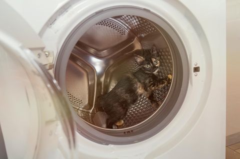 Ein kleines Kätzchen in der Waschmaschine
