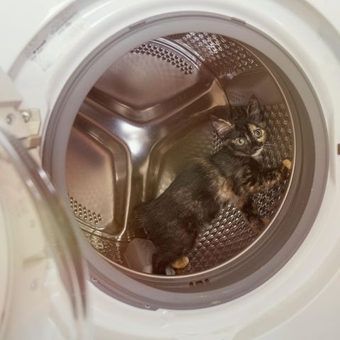 Ein kleines Kätzchen in der Waschmaschine