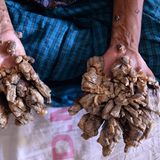 "Baummann" in Bangladesch