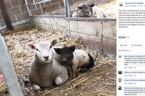 Ein kleines Schwein sitzt dicht neben einem Schaf