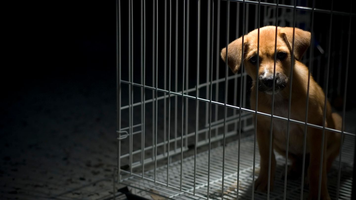 Die härteren Strafen sollen bei besonders schwerwiegenden Fällen von Tierquälerei verhängt werden (Symbolfoto)