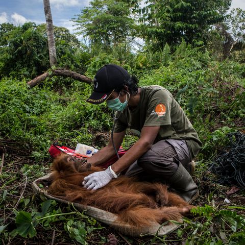 Borneo: Das Leiden der zu Tode gehetzten Orang-Utans