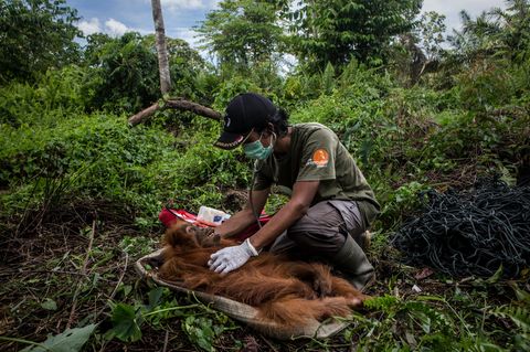 Borneo: Das Leiden der zu Tode gehetzten Orang-Utans