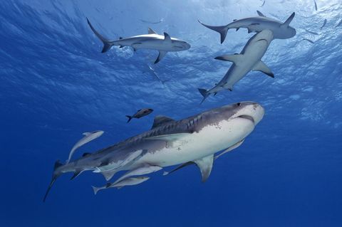 Jordan Lindsay war mit ihrer Familie im Urlaub auf den Bahamas, als sie von drei Haien beim Schnorcheln angegriffen wurde