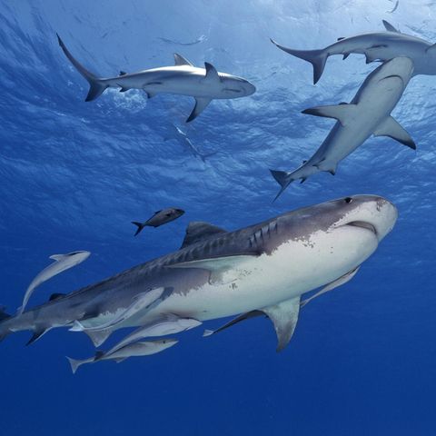 Jordan Lindsay war mit ihrer Familie im Urlaub auf den Bahamas, als sie von drei Haien beim Schnorcheln angegriffen wurde