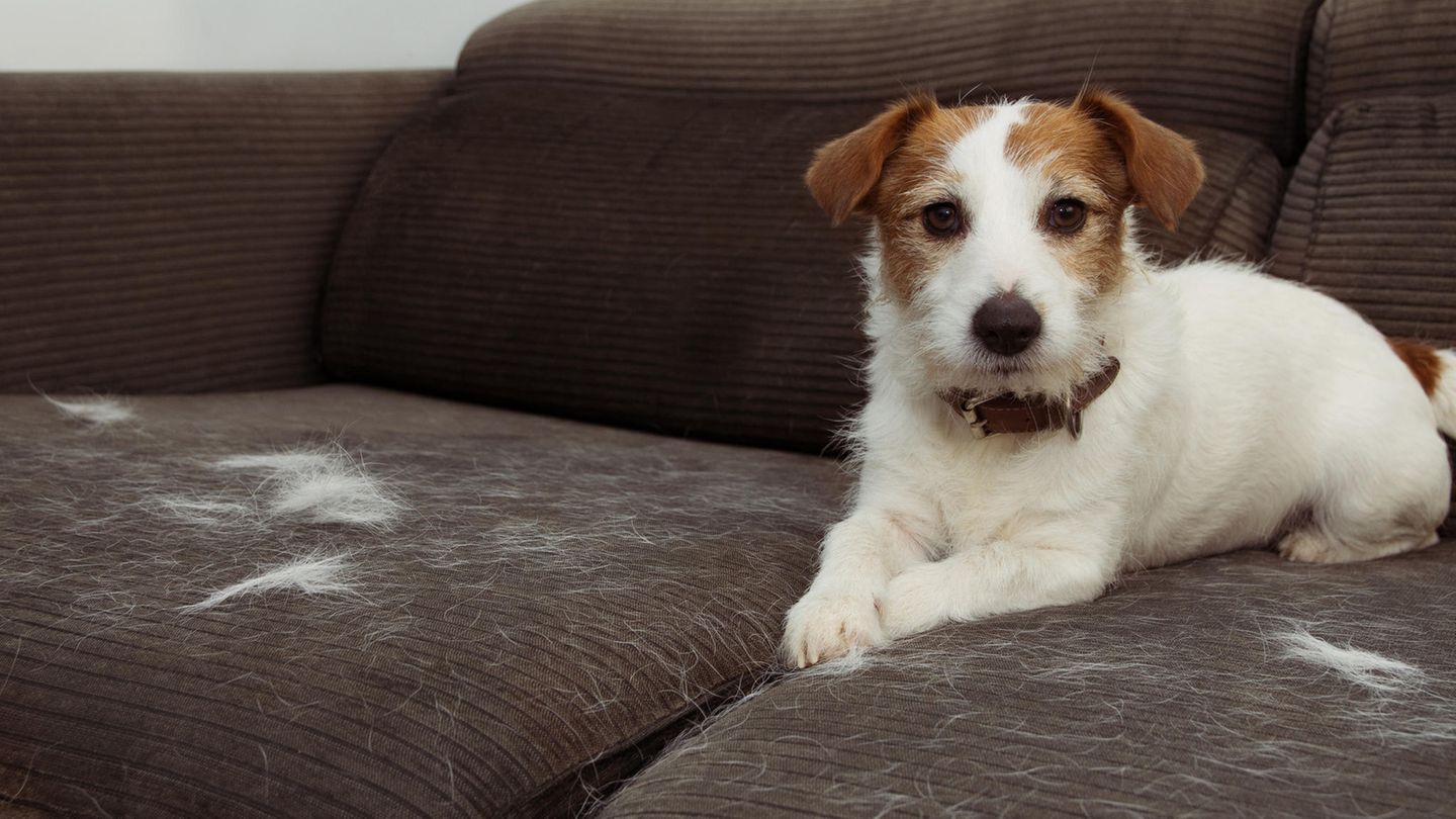 Hundehaare auf dem Sofa sind besonders nervig