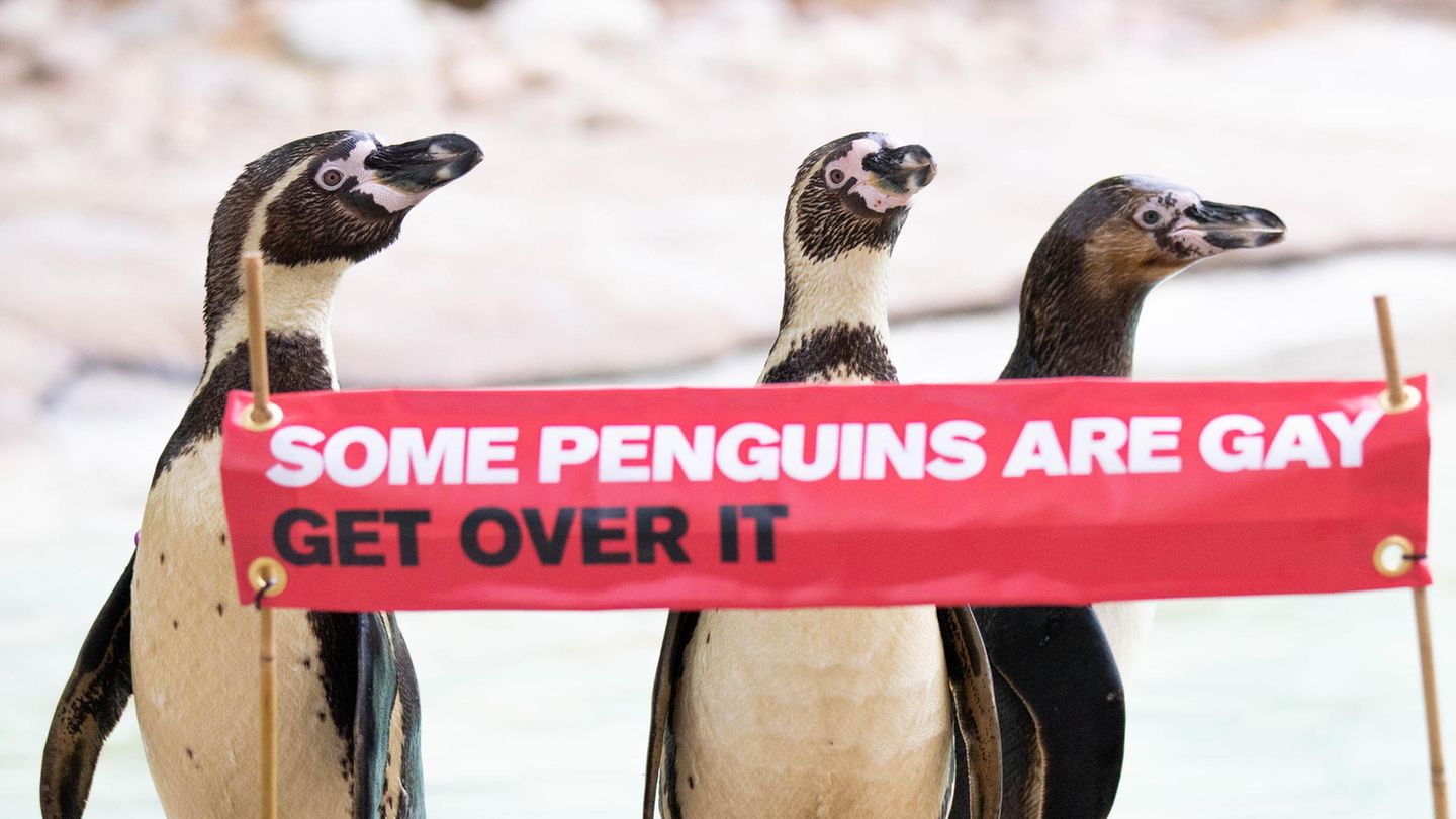 Die Humboldt-Pinguine Ronnie, Reggie and Rainbow feiern Pride-Month