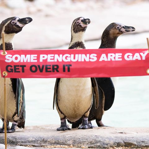 Die Humboldt-Pinguine Ronnie, Reggie and Rainbow feiern Pride-Month
