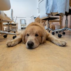 Den Stress senken und die Psyche stärken: Ein Hund im Büro kann viele Vorteile haben 