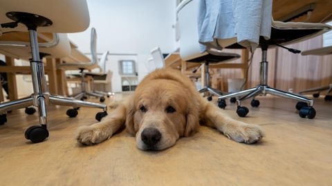 Den Stress senken und die Psyche stärken: Ein Hund im Büro kann viele Vorteile haben 