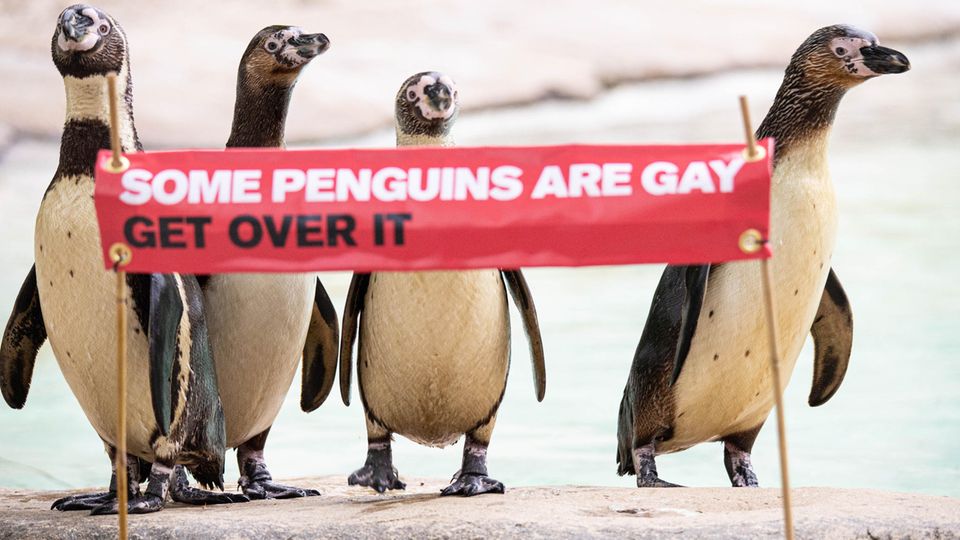 Homosexuelle Tiere: Pinguine im Londoner Zoo feiern den Pride Month Homosexuelle Tiere: Pinguine im Londoner Zoo feiern den Pride Month