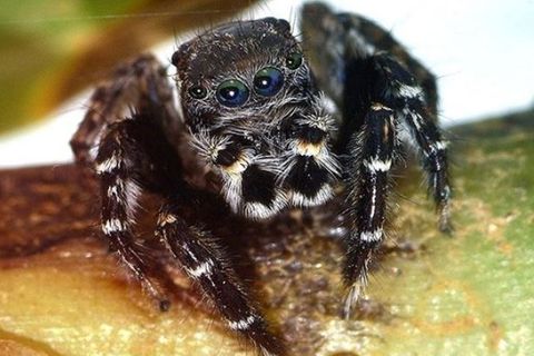 Die australische Springspinnen-Art „Jotus karllagerfeldi“