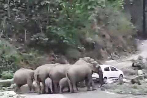 Die Elefantenherde bedroht das Auto im indischen Nationalpark Jim Corbett.