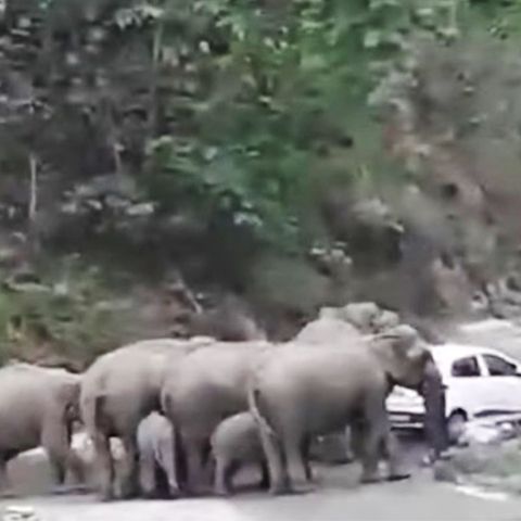 Die Elefantenherde bedroht das Auto im indischen Nationalpark Jim Corbett.