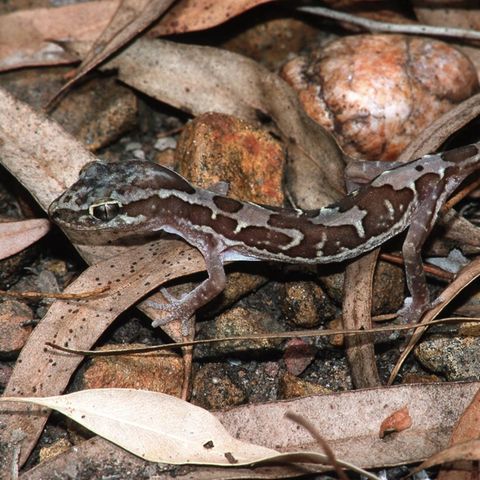 Stachelschwanzgecko in Australien