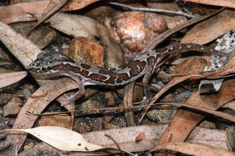 Stachelschwanzgecko in Australien