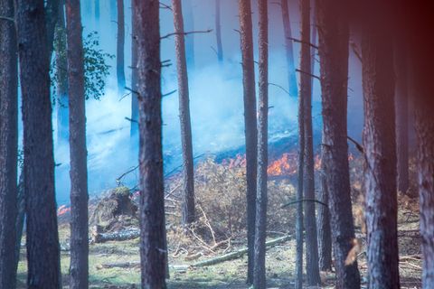 Dichter Rauch zieht durch den Wald in der Nähe der evakuierten Ortschaft Alt Jabel. 