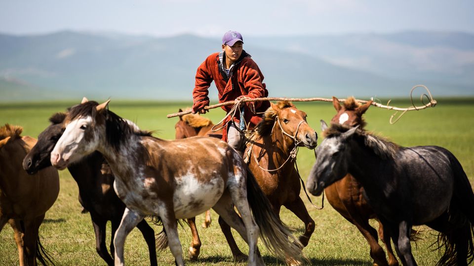 Zucker in der Mongolei: Pferde der Mongolen stehen auf einer Weide