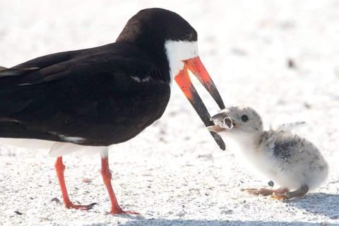 Eine Vogelmutter füttert ihr Junges mit einem Zigarettenstummel