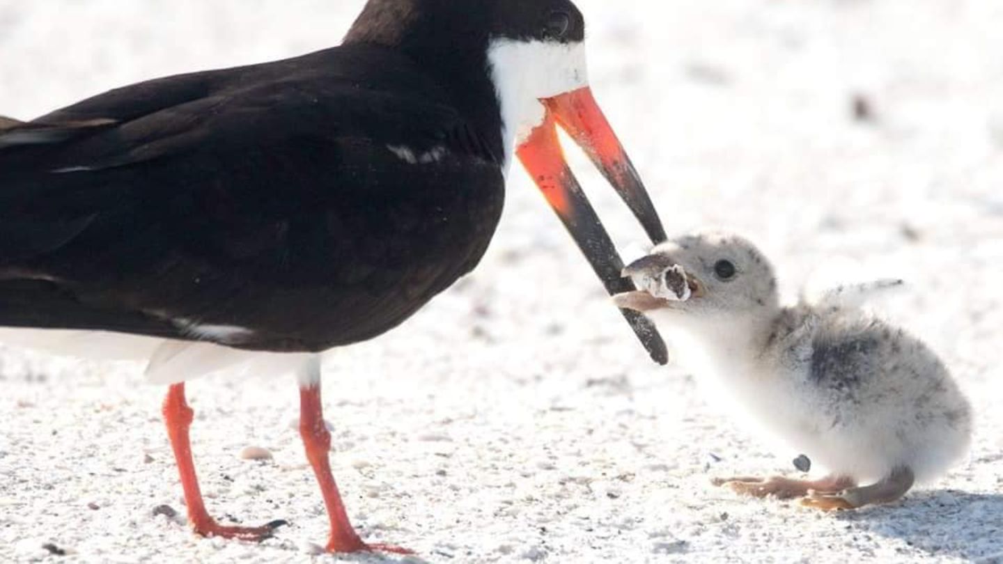 Eine Vogelmutter füttert ihr Junges mit einem Zigarettenstummel