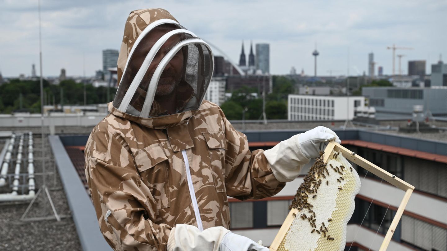 Der Polizist mit einer Bienenwabe