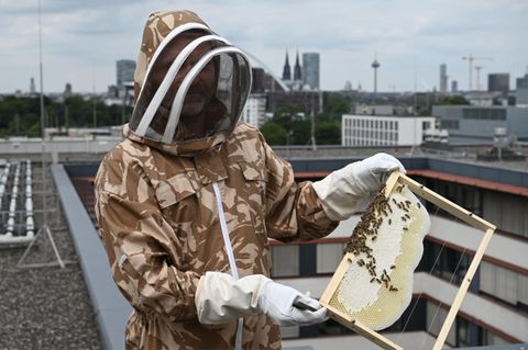Der Polizist mit einer Bienenwabe