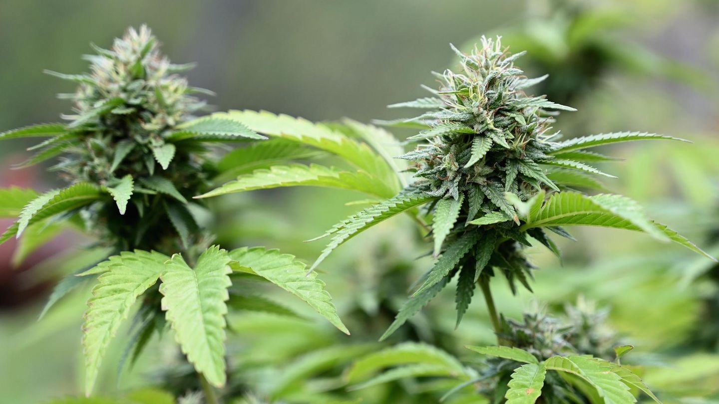 Zwei Cannabispflanzen
