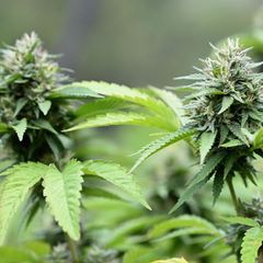 Zwei Cannabispflanzen