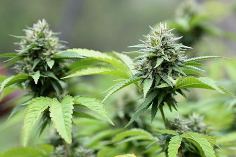 Zwei Cannabispflanzen